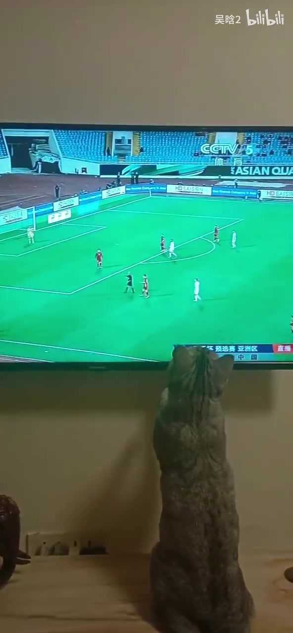 国足0-2越南！猫猫忍不住了：把球给我！我上我也行！